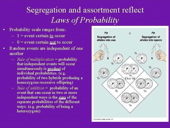 Segregation and assortment reflect Laws of Probability • Probability scale ranges from: – 1