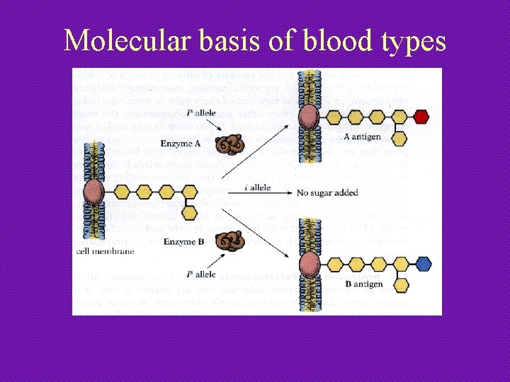 Molecular basis of blood types 