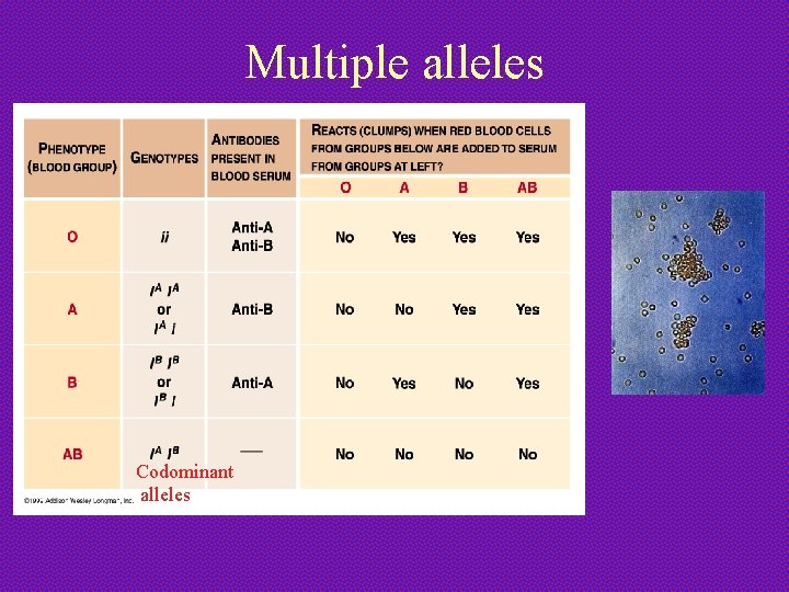 Multiple alleles Codominant alleles 