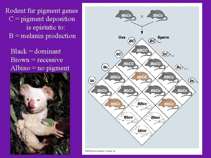 Rodent fur pigment genes C = pigment deposition is epistatic to: B = melanin