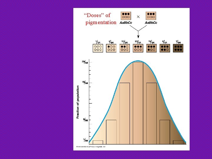 “Doses” of pigmentation 