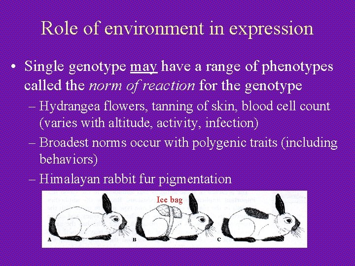 Role of environment in expression • Single genotype may have a range of phenotypes