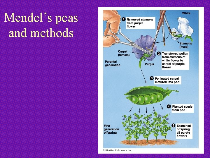 Mendel’s peas and methods 