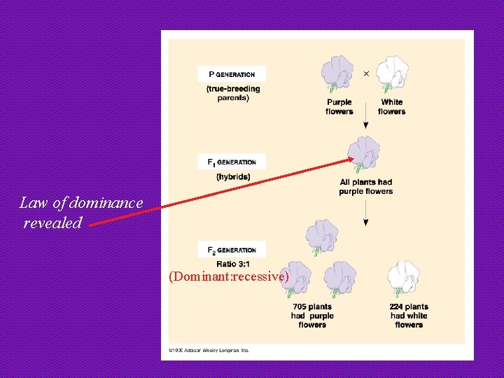 Law of dominance revealed (Dominant: recessive) 