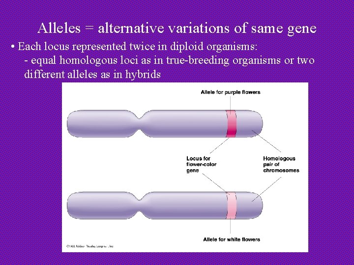 Alleles = alternative variations of same gene • Each locus represented twice in diploid