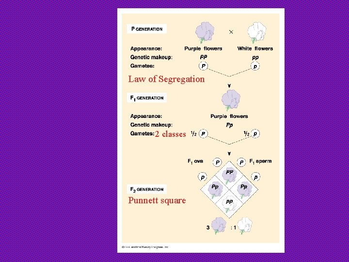 Law of Segregation 2 classes Punnett square 