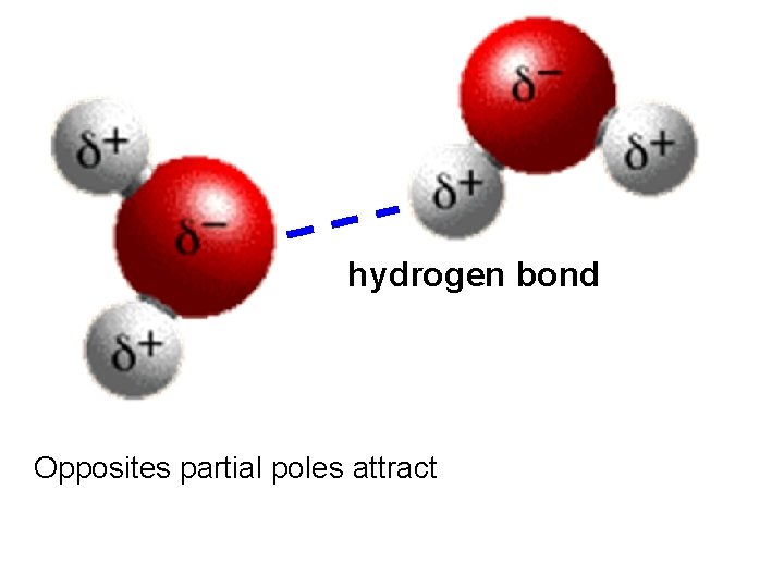 hydrogen bond Opposites partial poles attract 