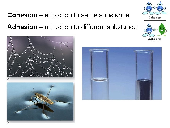 Cohesion – attraction to same substance. Adhesion – attraction to different substance 