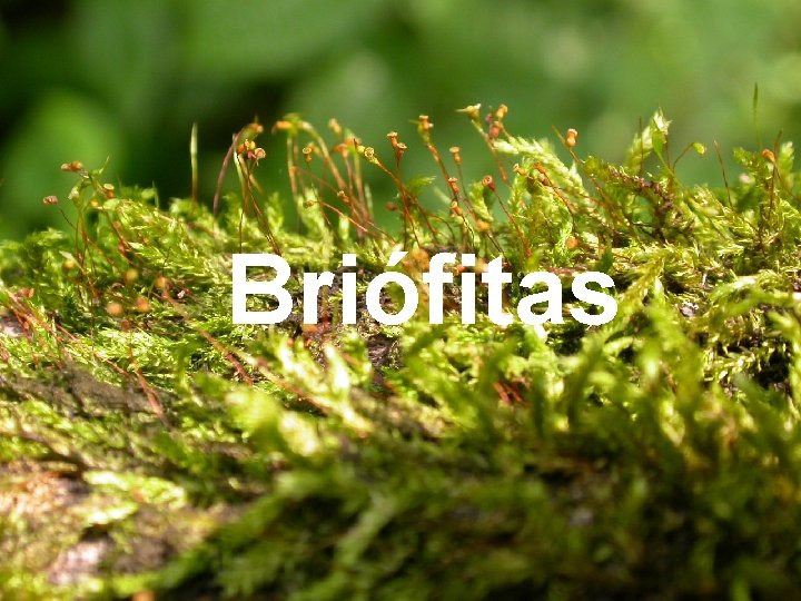 Briófitas 