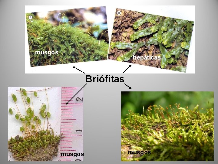 musgos hepáticas Briófitas musgos 