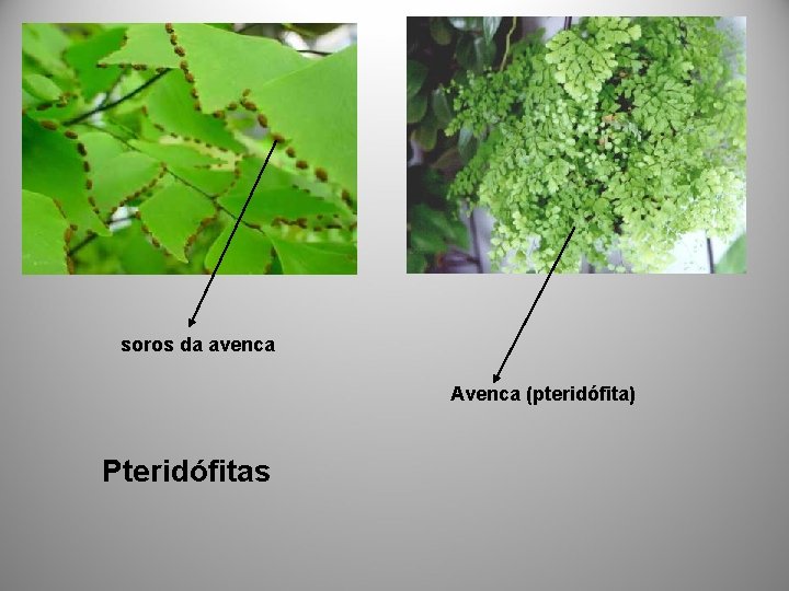 soros da avenca Avenca (pteridófita) Pteridófitas 