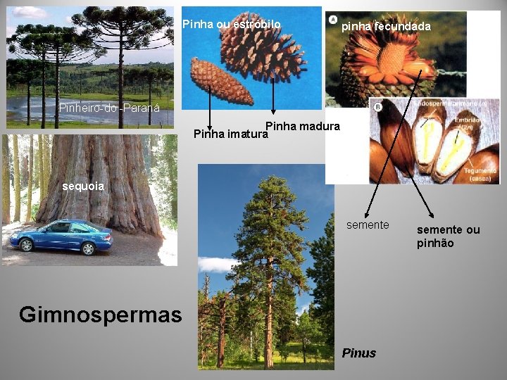 Pinha ou estróbilo pinha fecundada Pinheiro-do -Paraná Pinha madura Pinha imatura sequoia semente Gimnospermas