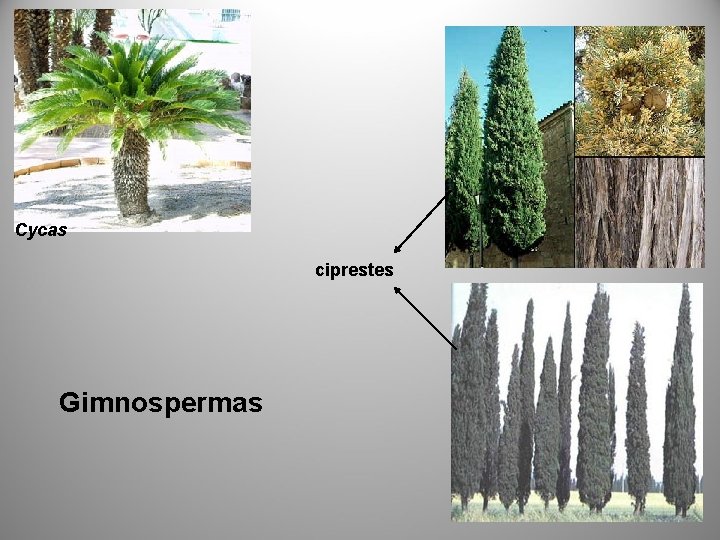 Cycas ciprestes Gimnospermas 