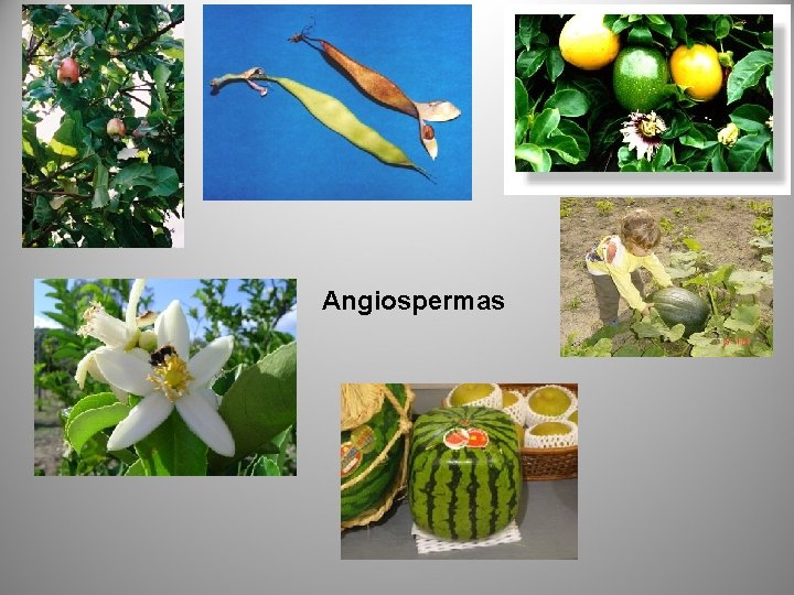Angiospermas 