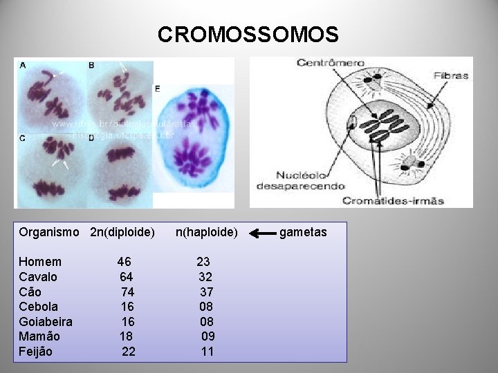 CROMOSSOMOS Organismo 2 n(diploide) Homem Cavalo Cão Cebola Goiabeira Mamão Feijão 46 64 74
