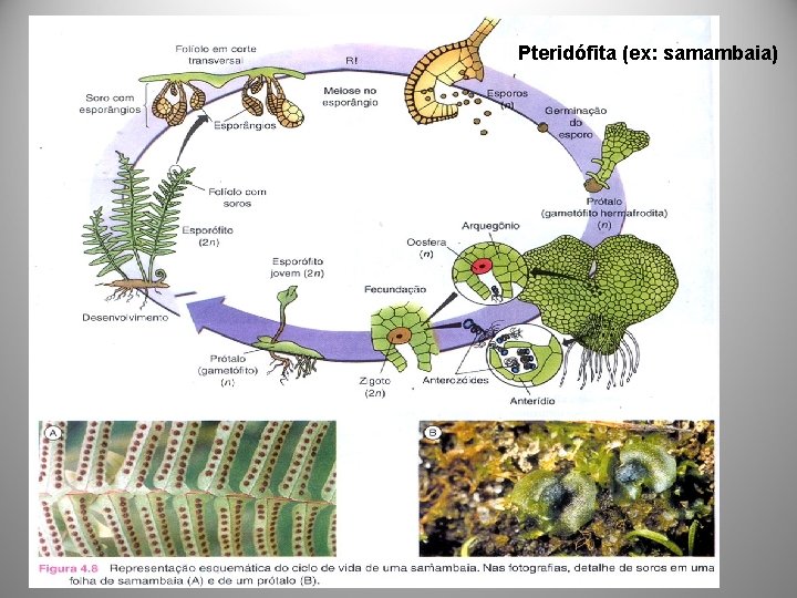 Pteridófita (ex: samambaia) 