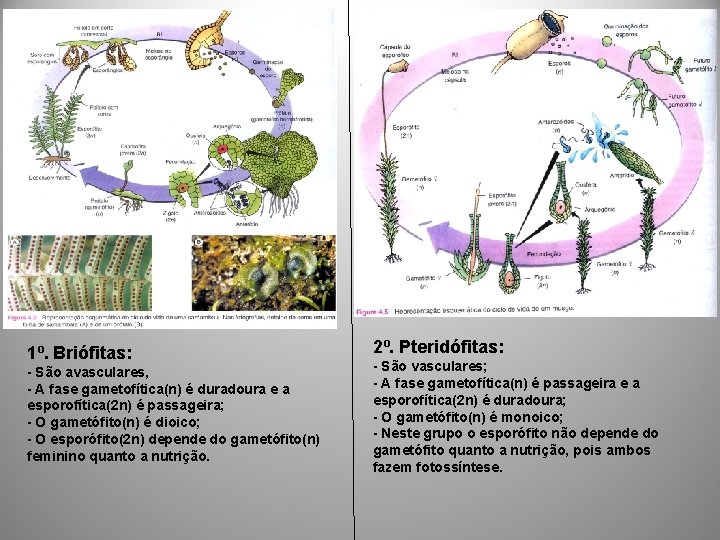 1º. Briófitas: - São avasculares, - A fase gametofítica(n) é duradoura e a esporofítica(2