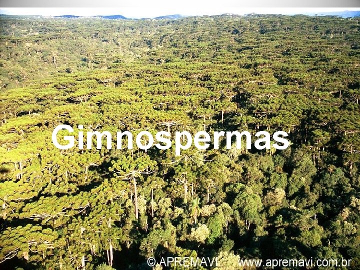 Gimnospermas 