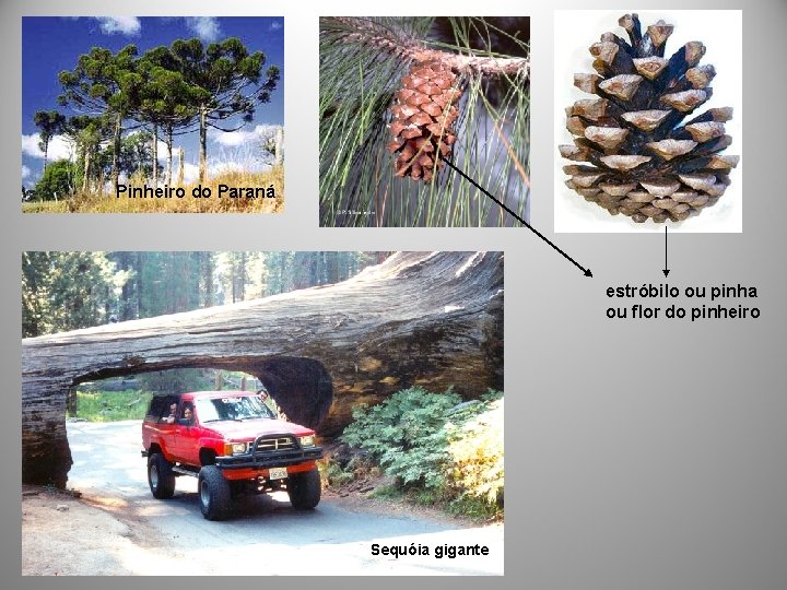 Pinheiro do Paraná estróbilo ou pinha ou flor do pinheiro Sequóia gigante 