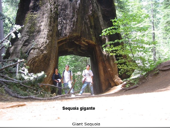 Sequoia gigante 