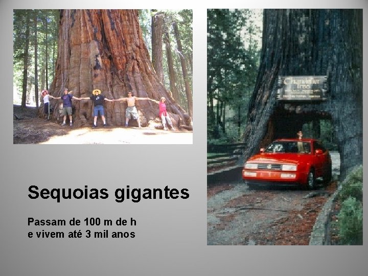 Sequoias gigantes Passam de 100 m de h e vivem até 3 mil anos