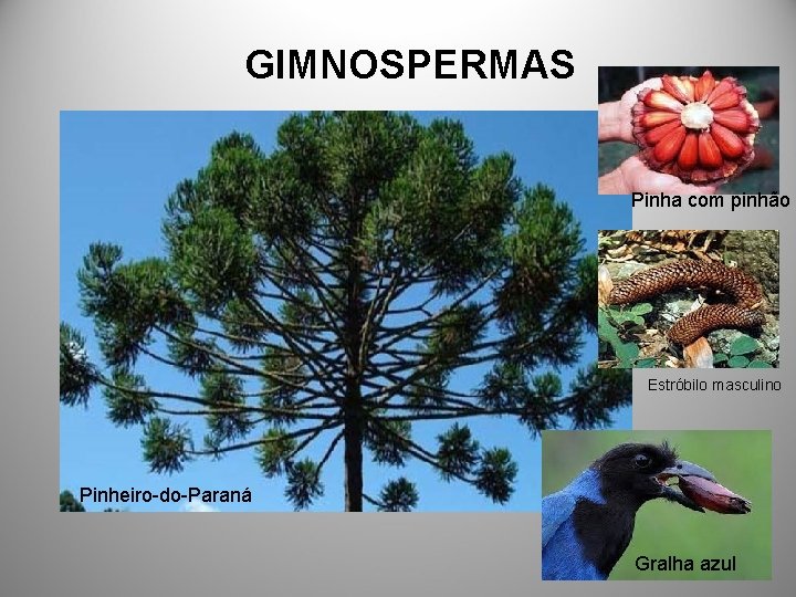 GIMNOSPERMAS Pinha com pinhão Estróbilo masculino Pinheiro-do-Paraná Gralha azul 