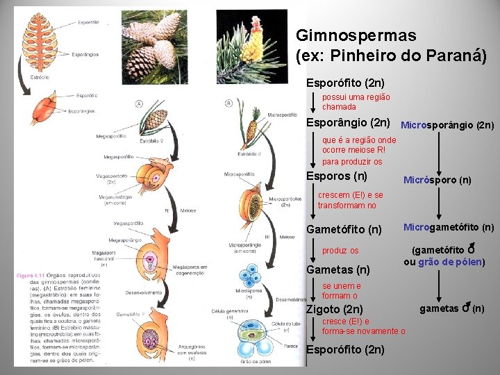 Gimnospermas (ex: Pinheiro do Paraná) Esporófito (2 n) possui uma região chamada Esporângio (2