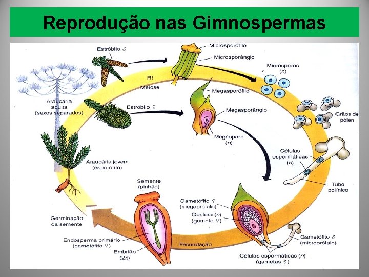 Reprodução nas Gimnospermas 