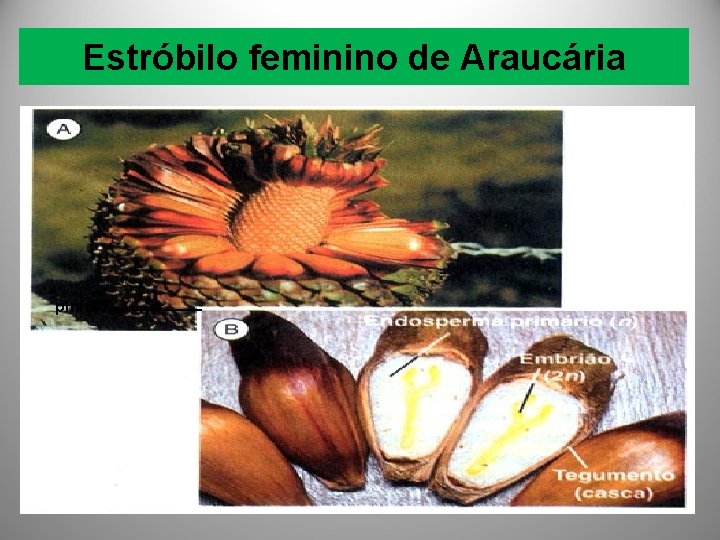 Estróbilo feminino de Araucária pinhão 