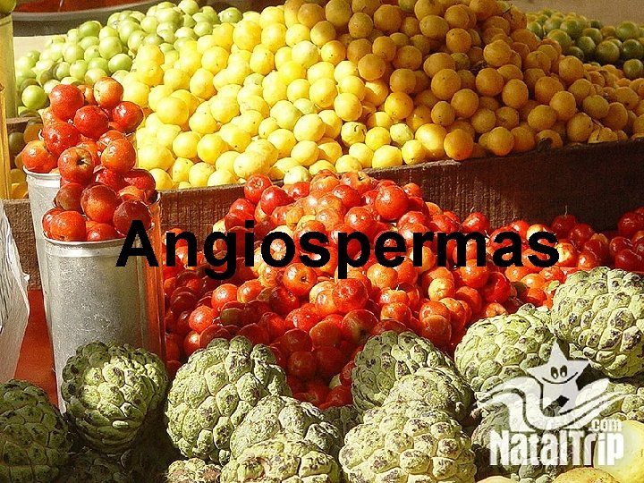 Angiospermas 
