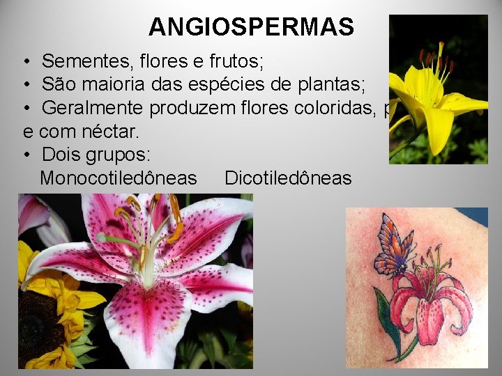 ANGIOSPERMAS • Sementes, flores e frutos; • São maioria das espécies de plantas; •