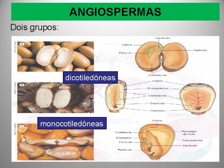 ANGIOSPERMAS Dois grupos: dicotiledôneas monocotiledôneas 