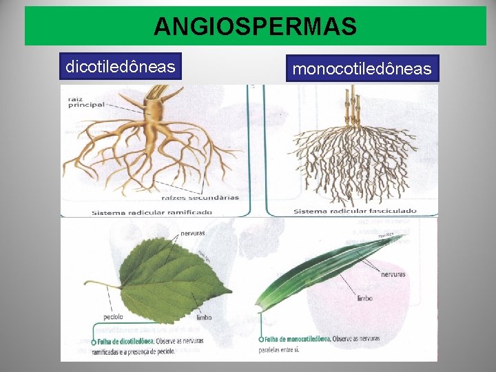 ANGIOSPERMAS dicotiledôneas monocotiledôneas 