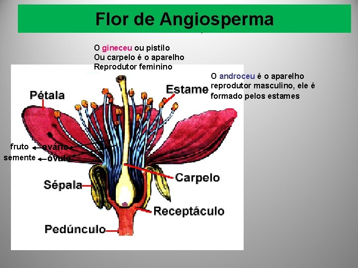 Flor de Angiosperma O gineceu ou pistilo Ou carpelo é o aparelho Reprodutor feminino