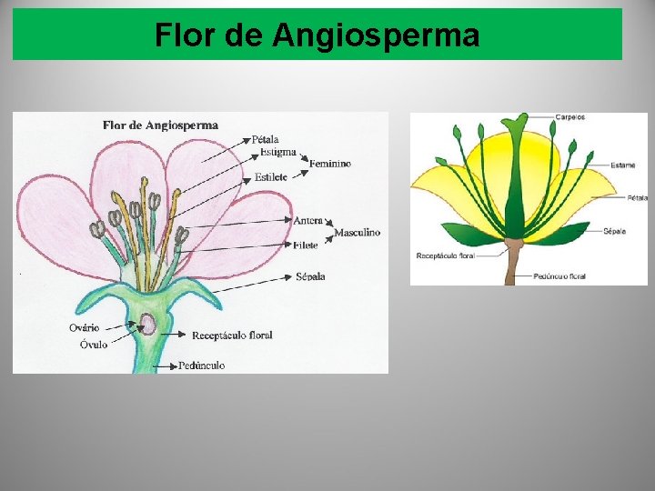 Flor de Angiosperma 