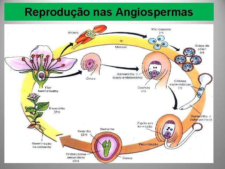 Reprodução nas Angiospermas 
