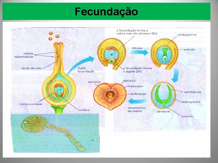 Fecundação 