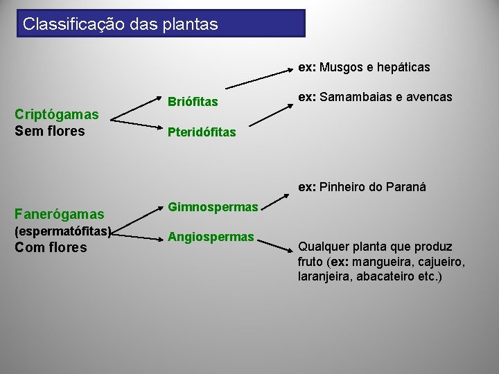 Classificação das plantas ex: Musgos e hepáticas Criptógamas Sem flores Briófitas ex: Samambaias e