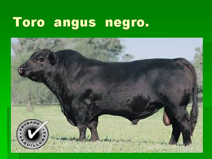 Toro angus negro. 