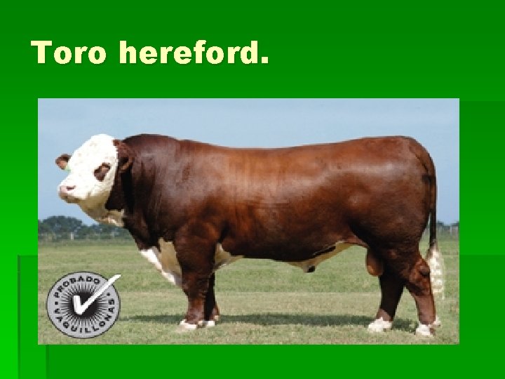 Toro hereford. 
