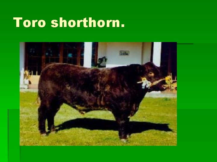 Toro shorthorn. 