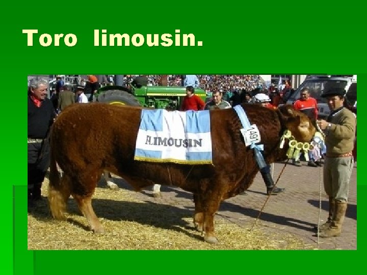 Toro limousin. 