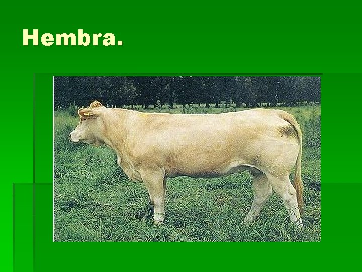 Hembra. 