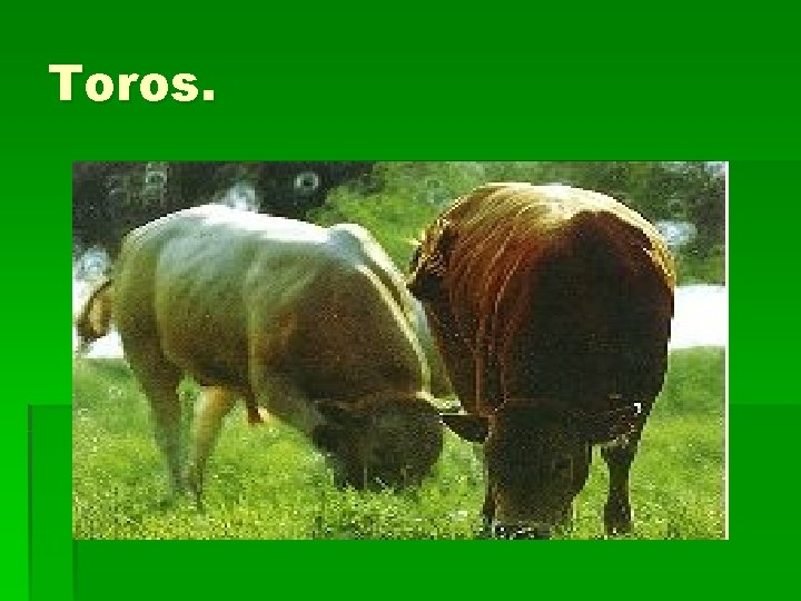 Toros. 