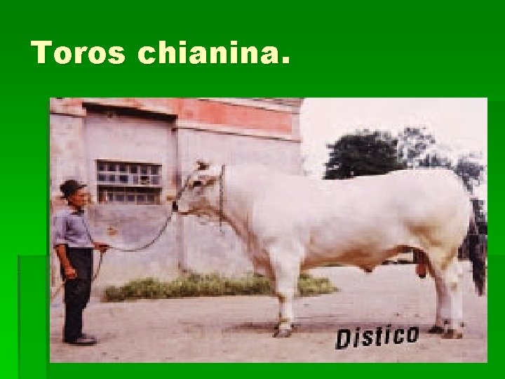 Toros chianina. 