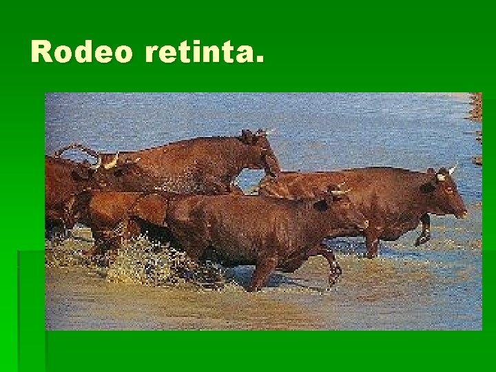 Rodeo retinta. 