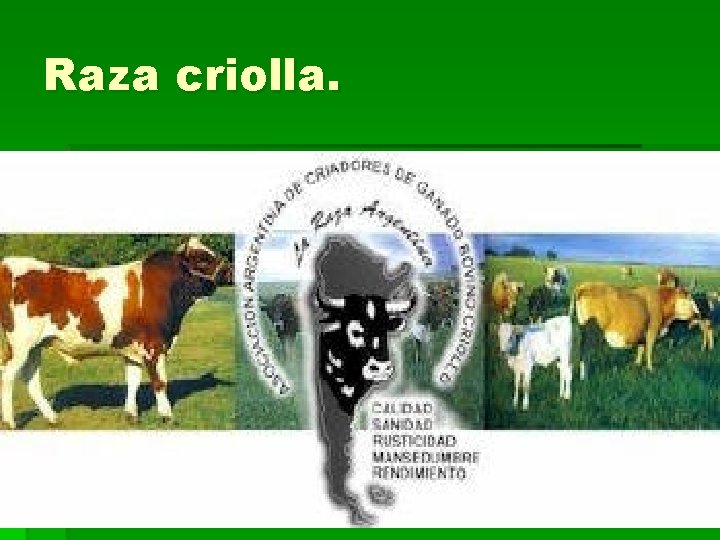 Raza criolla. 