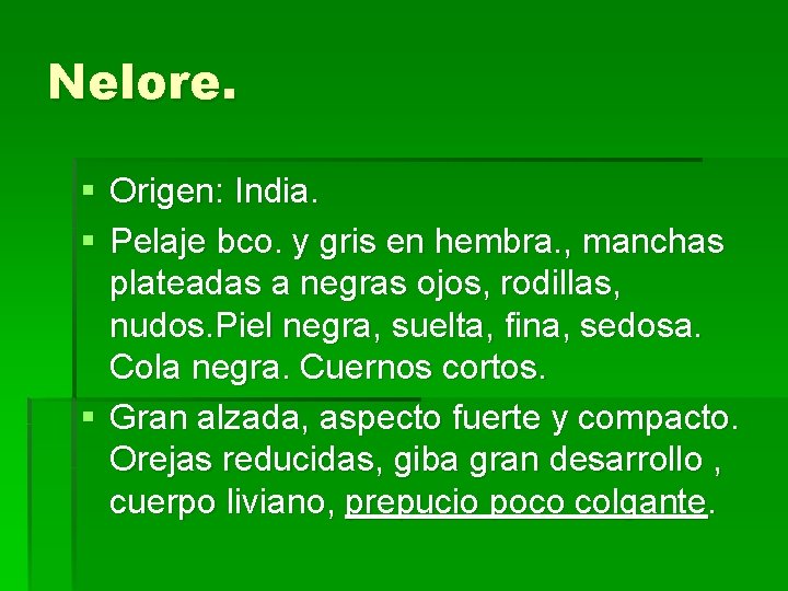 Nelore. § Origen: India. § Pelaje bco. y gris en hembra. , manchas plateadas