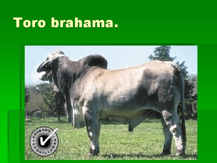 Toro brahama. 