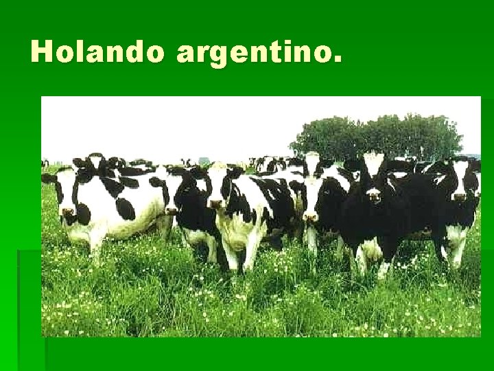Holando argentino. 